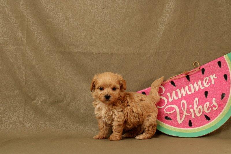 puppy, for, sale, Maltipoo, Matthew B. Stoltzfus, dog, breeder, Gap, PA, dog-breeder, puppy-for-sale, forsale, nearby, find, puppyfind, locator, puppylocator, aca